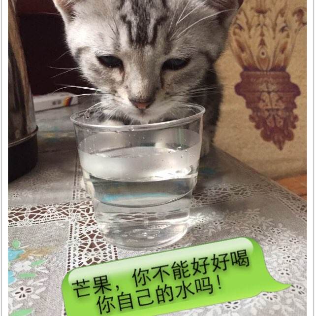 韦兰浸会大学文凭毕业证样本资料